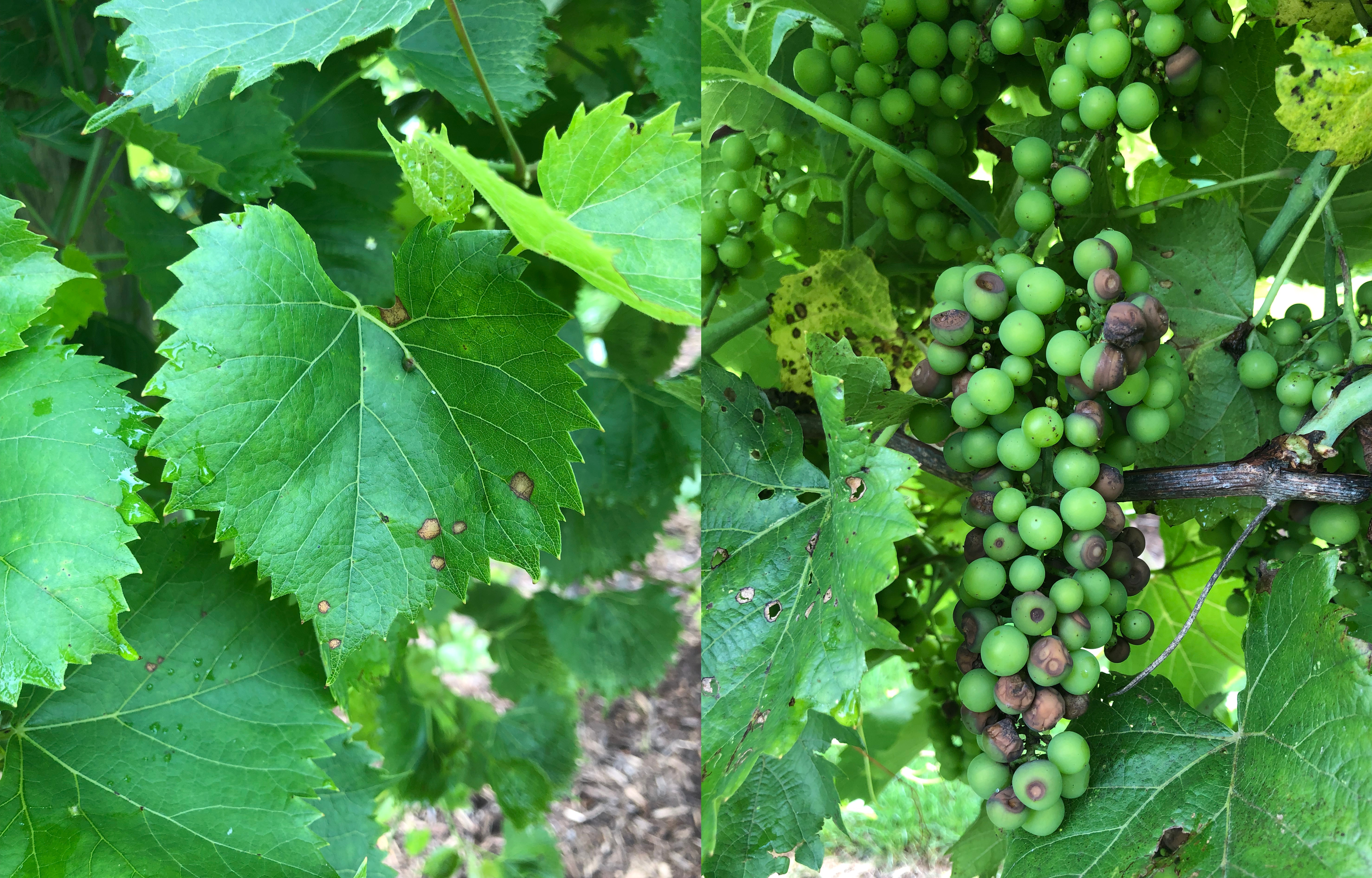 Black rot leaf and fruit symptoms